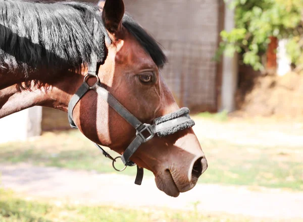 Cavallo carino in fattoria — Foto Stock