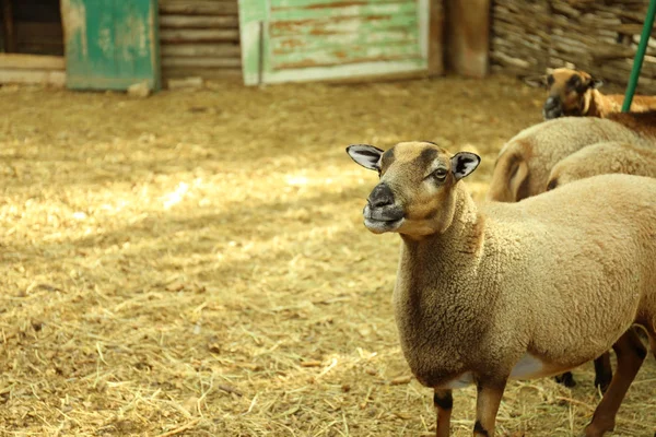 Cute sheep on farm — Stock Photo, Image