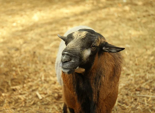 Cute sheep on farm — Stock Photo, Image