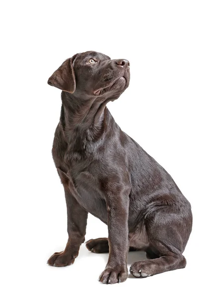 ChokladLabrador retrieveren på vit bakgrund — Stockfoto