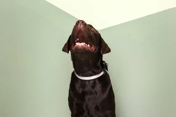 Chocolate labrador retriever on color background — Stock Photo, Image