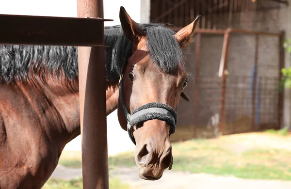 Cavallo carino in fattoria — Foto Stock