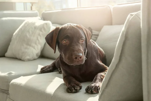 Suklaa labrador noutaja sohvalla kotona — kuvapankkivalokuva