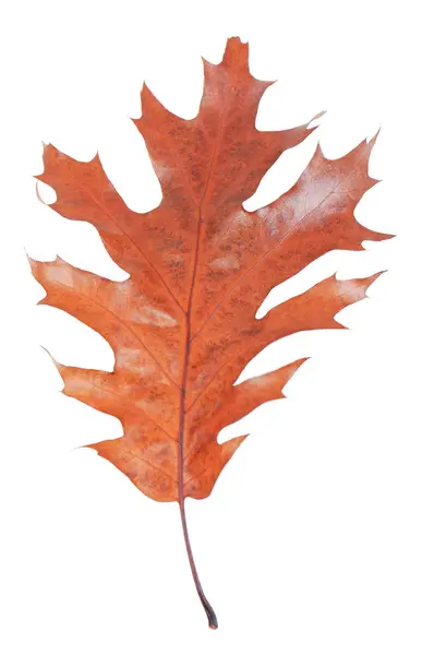 Autumn leaf on white background — Stock Photo, Image