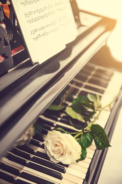 Rosa bianca sui tasti del pianoforte, da vicino — Foto Stock