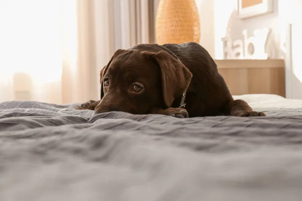Evde yatakta çikolata labrador geri almak — Stok fotoğraf