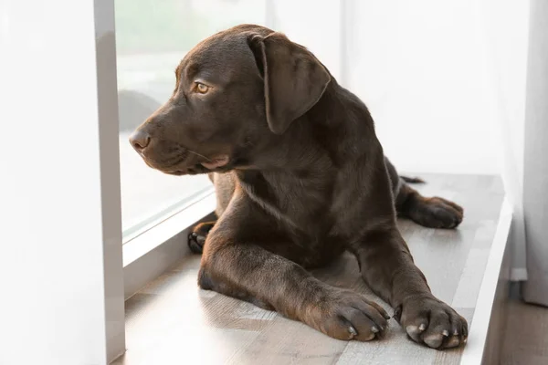 Suklaa labradorinnoutaja lähellä ikkunaa kotona — kuvapankkivalokuva