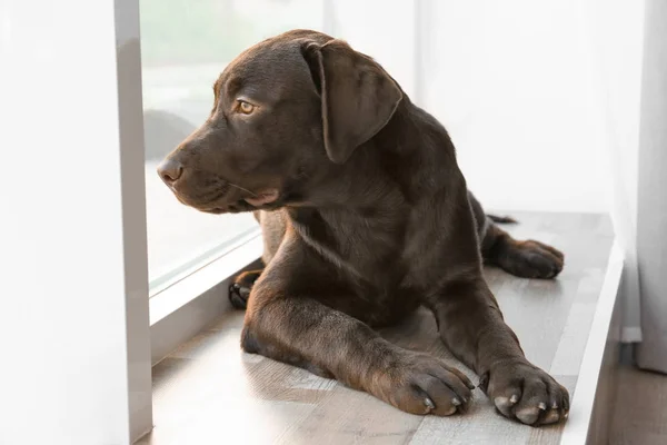 Evde pencere yanında çikolata labrador geri almak — Stok fotoğraf