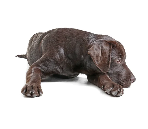 Chocolate labrador retriever on white background — Stock Photo, Image