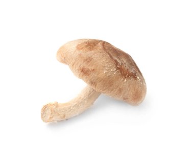 Beyaz arka planda taze shiitake mantarı