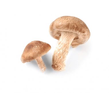 Beyaz arka planda taze shiitake mantarları