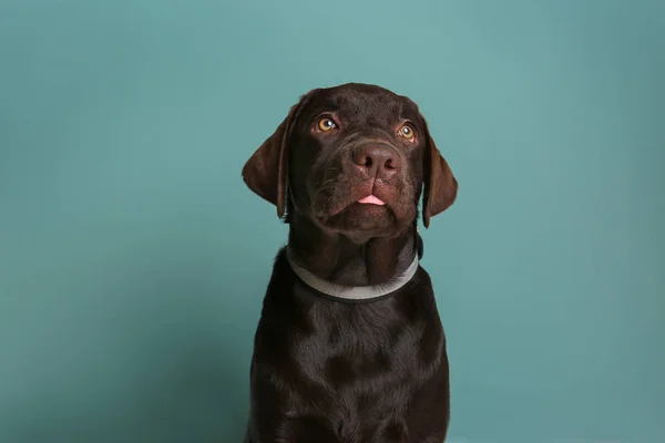 Czekoladowy labrador retriever na kolor tła — Zdjęcie stockowe