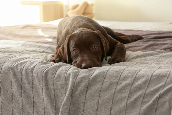 Récupérateur de labrador au chocolat sur le lit à la maison — Photo