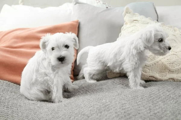 Cute puppies on bed at home — Stock Photo, Image