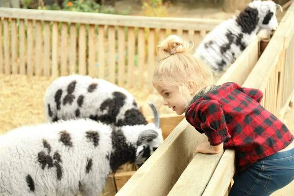 Cute little girl looking at sheep on farm — Stock Photo, Image