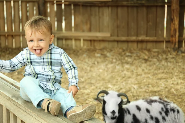 Cute little boy looking at sheep on farm — Stock Photo, Image