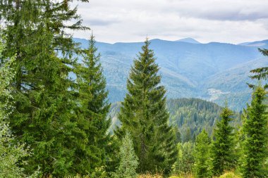 dağ orman ile güzel manzara