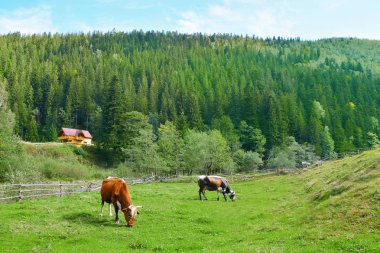 Sevimli inekler yeşil çimenlerin üzerinde otlatma ile güzel manzara