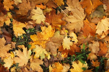 Yere güzel sonbahar yaprakları