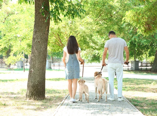 공원에서 노란색 리트리버를 걷는 젊은 부부 — 스톡 사진