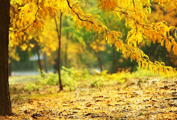 Alberi con foglie dorate nel parco autunnale — Foto Stock