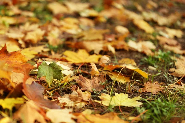 Foglie cadute a terra nel parco autunnale — Foto Stock