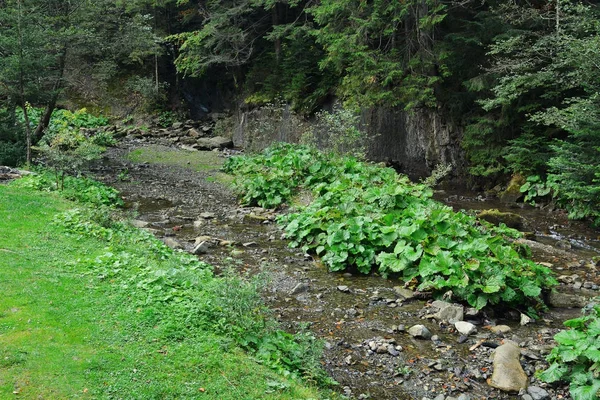 Górski potok ze skały — Zdjęcie stockowe