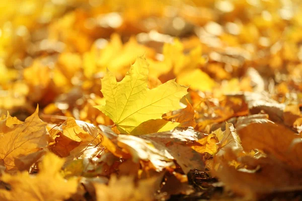Belle foglie autunnali a terra — Foto Stock