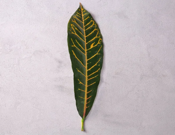 Зеленый лист с желтыми венами — стоковое фото