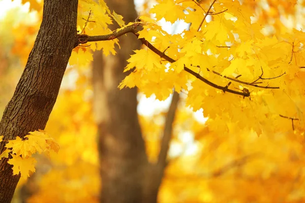Drzewo ze złotymi liśćmi w jesienny park — Zdjęcie stockowe