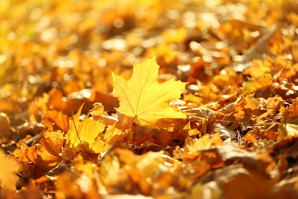 Belles feuilles d'automne sur le sol — Photo