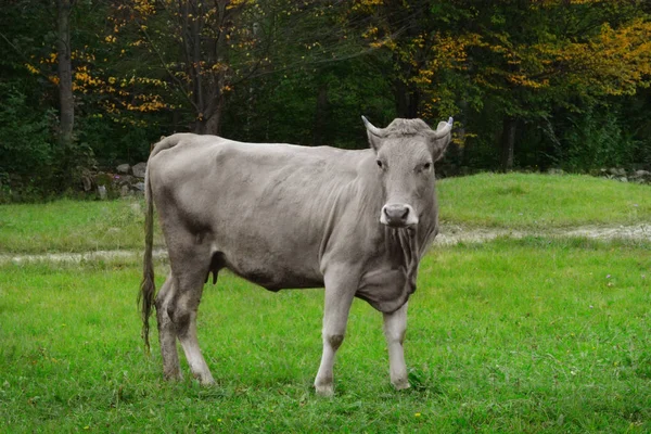 Grå ko på fältet med grönt gräs — Stockfoto