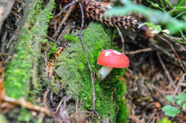 Ormanda mantar, yakın çekim