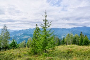 dağ orman ile güzel manzara