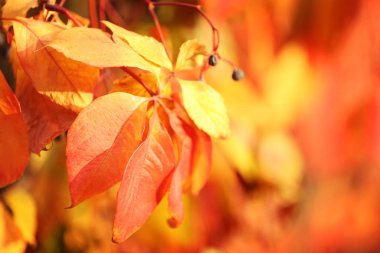 Yaprak güzel açık havada, portre