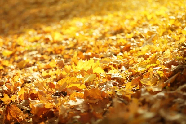 Hojas caídas en el suelo en el parque de otoño — Foto de Stock