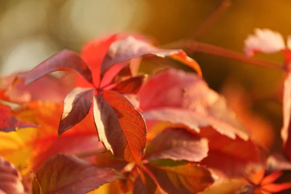 Frumoase frunze de toamnă în aer liber, closeup — Fotografie, imagine de stoc