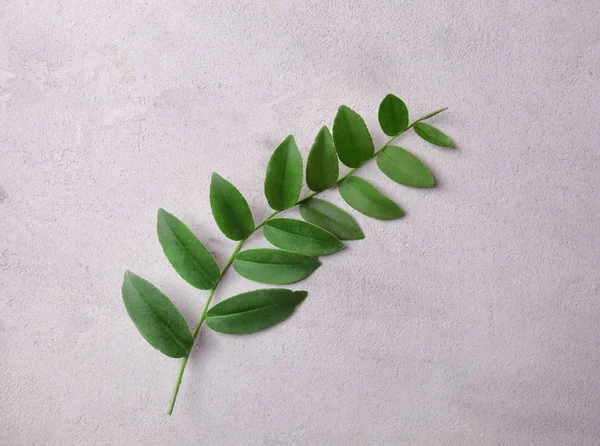 Tak met groene bladeren — Stockfoto