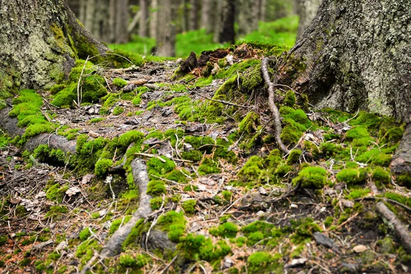 Vista de las raíces de los árboles cubiertas de musgo en el bosque de montaña —  Fotos de Stock