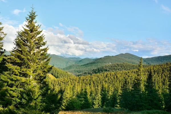 Bellissimo paesaggio con foresta di montagna — Foto Stock