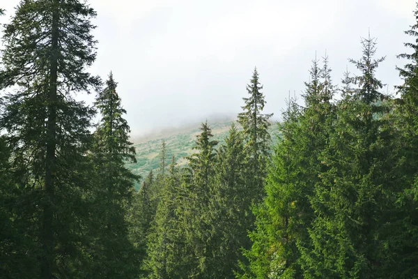 Bellissimo paesaggio di foresta di montagna — Foto Stock