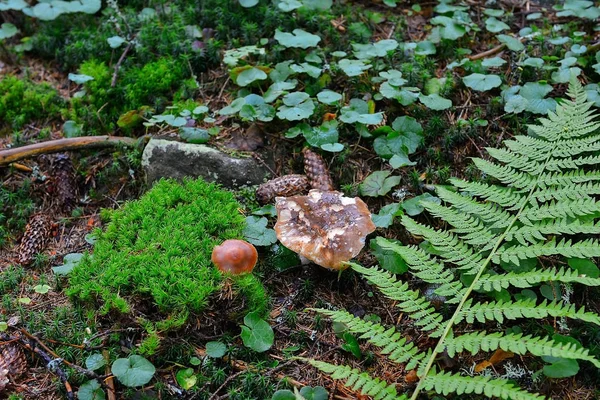 Champignons dans la forêt, gros plan — Photo