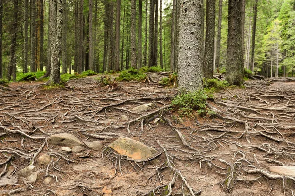 Vista del hermoso bosque de montaña — Foto de Stock