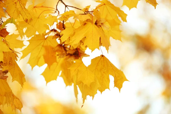 Ветка деревьев с золотыми листьями в осеннем парке — стоковое фото