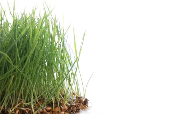 Sprouted wheat grass on white background — Stock Photo, Image