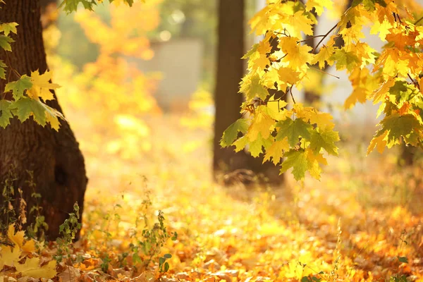 Árvores com folhas douradas no parque de outono — Fotografia de Stock