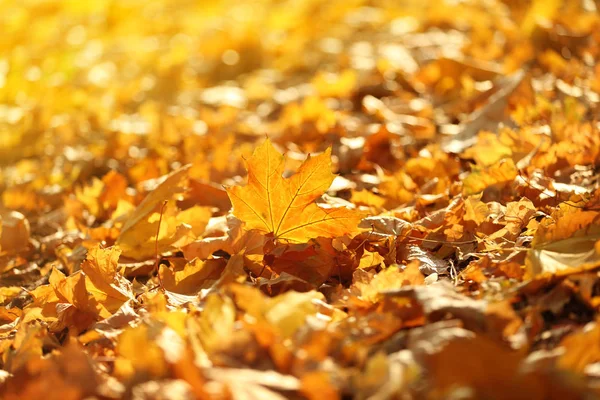 Belles feuilles d'automne sur le sol — Photo