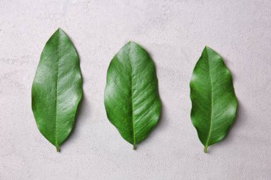 parlak yeşil yaprakları 