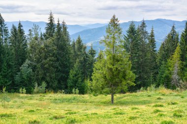 dağ orman ile güzel manzara