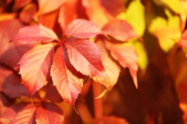 Yaprak güzel açık havada, portre